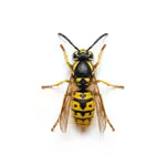 Abeilles