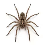 Araignées
