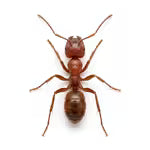 Fourmis
